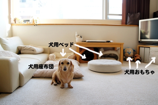 犬のもの